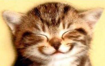 big smile kitten